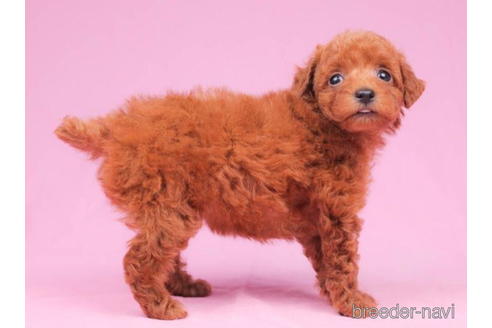 成約済の東京都のトイプードル-202102の3枚目